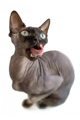 Sphynx cat sits on a white background and licks its lips. sphynx canadian cat with long tongue. Waiting for food pleasures.