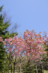 自然、植物、花、緑、花壇、満開、草、野原、公園、青空
