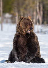 Naklejka na ściany i meble Bear opening its mouth. Brown bear in winter forest. Scientific name: Ursus Arctos. Natural Habitat.