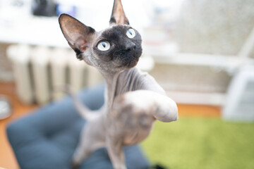 The cat paw up playfully, the thoroughbred sphynx cat