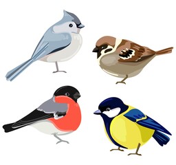 Birds set vector illustration. European crested tit, Titmouse, Bullfinch, Sparrow.
