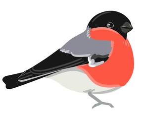 Bullfinch, Hand Drawn Cute Bird Vector Illustration.