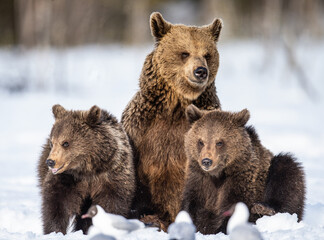 She-bear and bear cubs in winter. Natural habitat. Brown bear, Scientific name: Ursus Arctos Arctos.