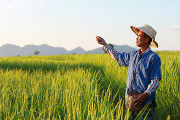 Asian farmer working on rice field manure fertilizer © Shankly Photography