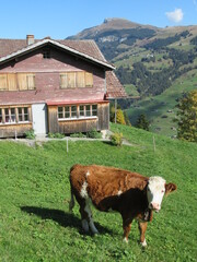 A cow on a field in Adelboden, Switzerland