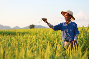 Naklejka na ściany i meble Asian farmer working on rice field manure fertilizer