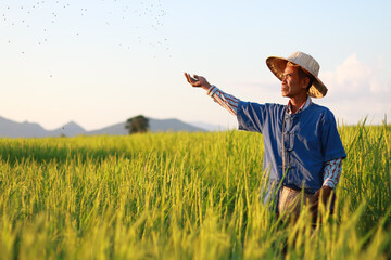 Naklejka na ściany i meble Asian farmer working on rice field manure fertilizer