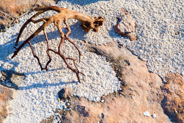 . A branching branch lies on a reddish rock on the beach.Horizontally.