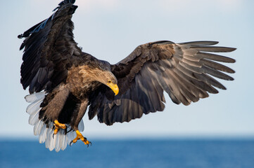 White-tailed eagle landing. Scientific name: Haliaeetus albcilla.