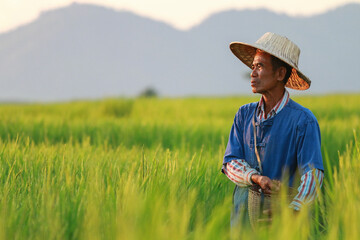 Asian farmer working on rice field manure fertilizer