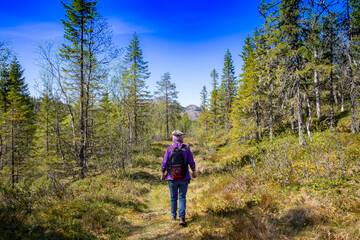 Fototapeta na wymiar Hike in the Velfjord forests, Northern Norway