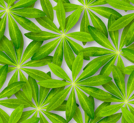 Seamless pattern of lupine leaves. Natural tropical background. The effect of dense impassable jungle.