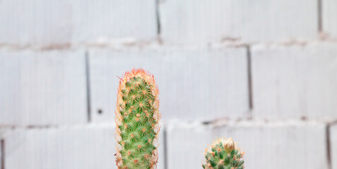 two cactus in front of white brick wall