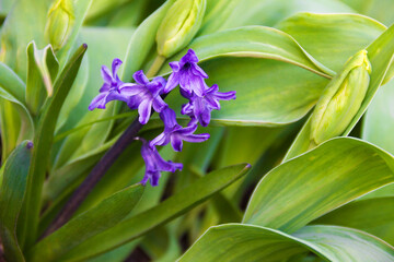Beautiful purple hyacinth among its own leaves. Natural picturesque background.