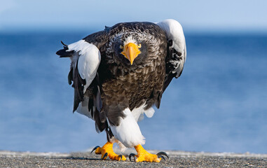 Adult Steller`s sea eagle. Close up, front, portrait of walking eagle. Scientific name: Haliaeetus...