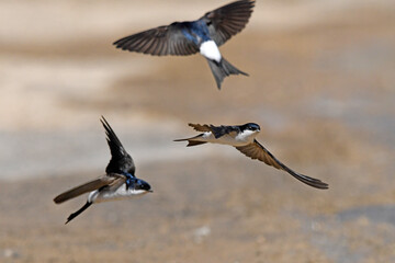 flying house martin / fliegende Mehlschwalbe (Delichon urbicum)