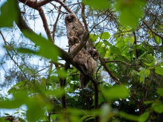 A family of 3 owls sits on a pine branch in the afternoon.