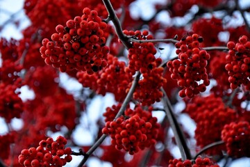 red berries on a branch