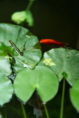 A koi carps foraging beside lotus leaves