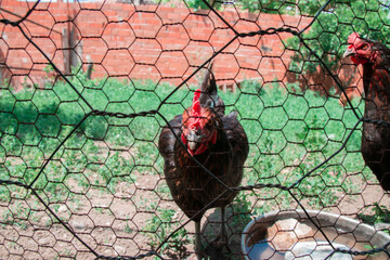 rooster standing behind the wires