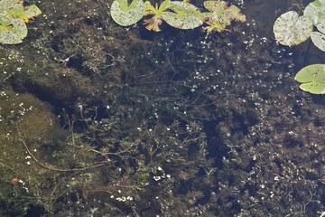 Green algae bloom in the river.