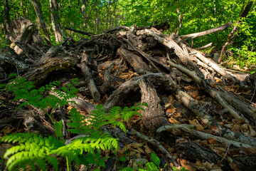 Uprooted tree roots in a forest pit