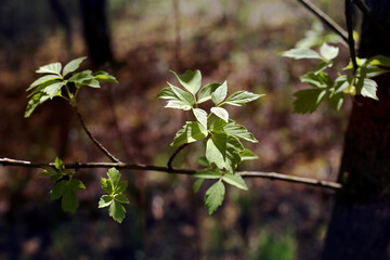 枝葉 liscie galezie wiosna zarosla