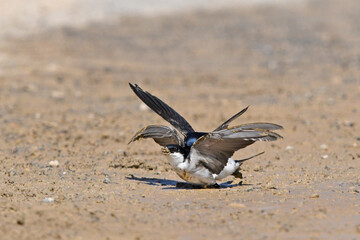 mating of House Martins / Mehlschwalben (Delichon urbicum) bei der Paarung / 