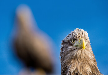 White-tailed eagle. Scientific name: Haliaeetus albcilla.