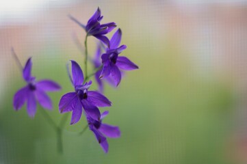 Fototapeta na wymiar Background with purple wildflower, Forking larkspur, Consolida regalis