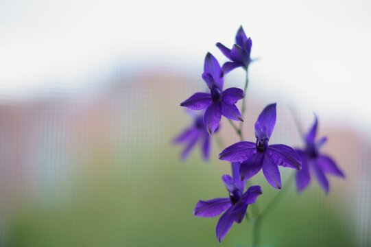 Background with purple wildflower, Forking larkspur, Consolida regalis