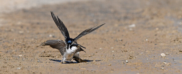 mating of House Martins / Mehlschwalben (Delichon urbicum) bei der Paarung / 
