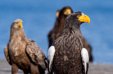 Adult Steller`s sea eagle. Close up portrait. Scientific name: Haliaeetus pelagicus. Blue background.