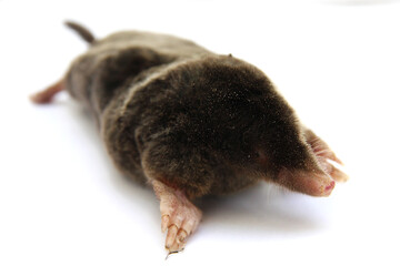 Closeup of gray dead mole isolated on white background. Velvety fur, polydactyl forepaths, extra thumbs (prepollex).