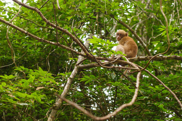 Animals and wildlife. Little monkey or macaque sits on a tree branch in a tropical green forest