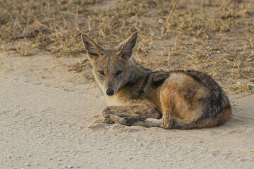 A Black-backed Jackal (Canis mesomelas) laying in the road in Kruger, South Africa