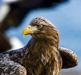 White-tailed eagle. Scientific name: Haliaeetus albcilla.
