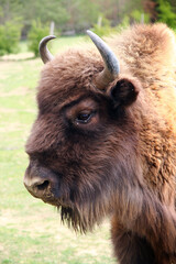 A closeup portrait of a male European bison who is a part of bison bonasus herd living wild in...