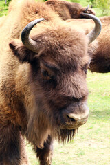 A closeup portrait of a male European bison who is a part of bison bonasus herd living wild in...