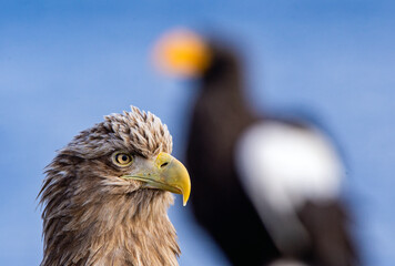 White-tailed eagle. Scientific name: Haliaeetus albcilla.
