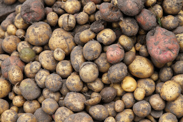 Dug ripe potatoes collected in a pile for drying.