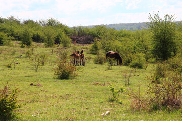 Part of a herd of Exmoor ponies (a mare and two foals) grazing and living wild in Milovice (CZ) nature reserve large enclosure. Exmoor ponies have similar DNA to Tarpan (extinct Eurasian wild horse).