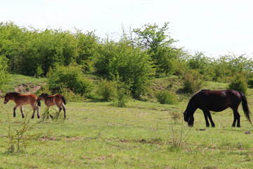 Part of a herd of Exmoor ponies (a mare and two foals) grazing and living wild in Milovice (CZ) nature reserve large enclosure. Exmoor ponies have similar DNA to Tarpan (extinct Eurasian wild horse).