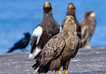 White-tailed eagle. Scientific name: Haliaeetus albcilla.