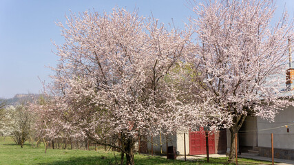 A random garden with a blooming blossom tree in the summer