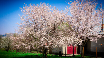 A random garden with a blooming blossom tree in the summer