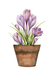 Watercolor vector card with a saffron in a ceramic pot.