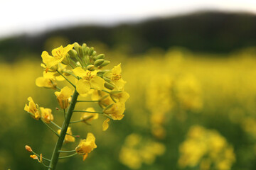 A field of a mustard yellow plant called rapeseed near the Chotuc hill in th Central Bohemian region. A closeup of few plants in the foreground and whole field and  Chotuc in the background.