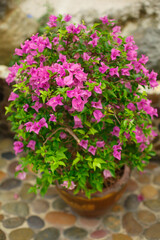 Natural floral background. A bougainvillea plant grows in pots in a park. Pink flowers of a flowering shrub.