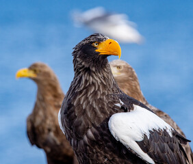 Adult Steller`s sea eagle. Close up portrait. Scientific name: Haliaeetus pelagicus. Blue background.